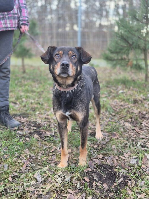 Mikado - kundelek, który wyczekuje adopcji!