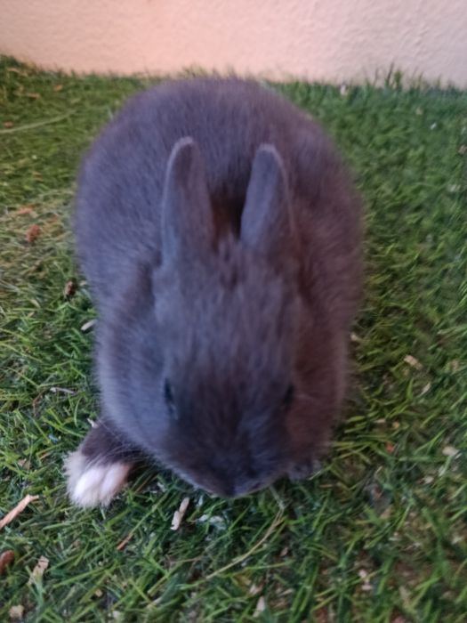 Vendo coelhos holandês anão com 2 meses
