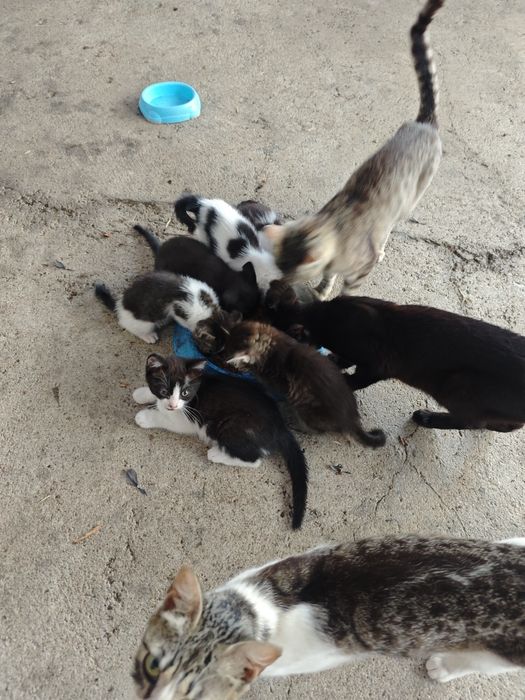 Gatinhos para dar