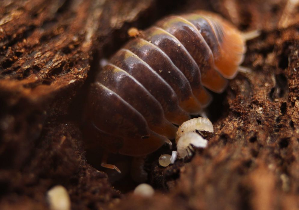 Armadillidae sp. "Miyako" lub "Japanese red edge", równonogi, isopoda.