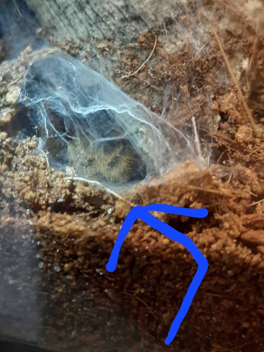 Ptasznik - pterinochilus murinus usambara + terrarium