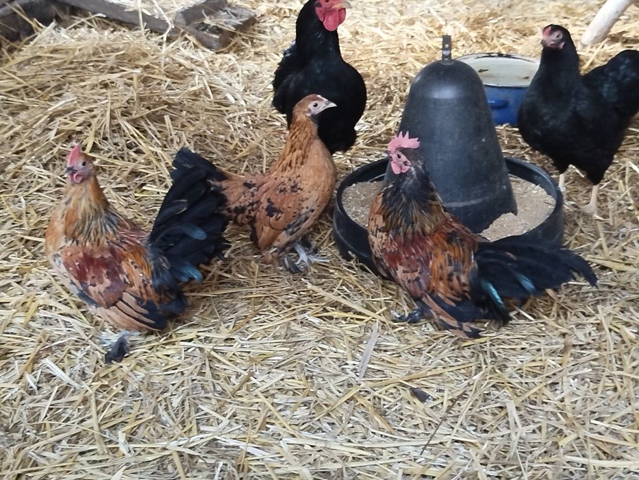 Witam serdecznie sprzedam dwa tego roczne kogótki karzełka łapciatego.