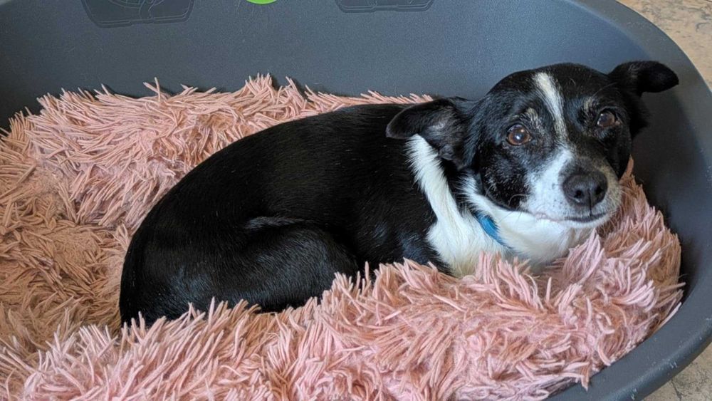 PSOTKA - urocza mała suczka do adopcji