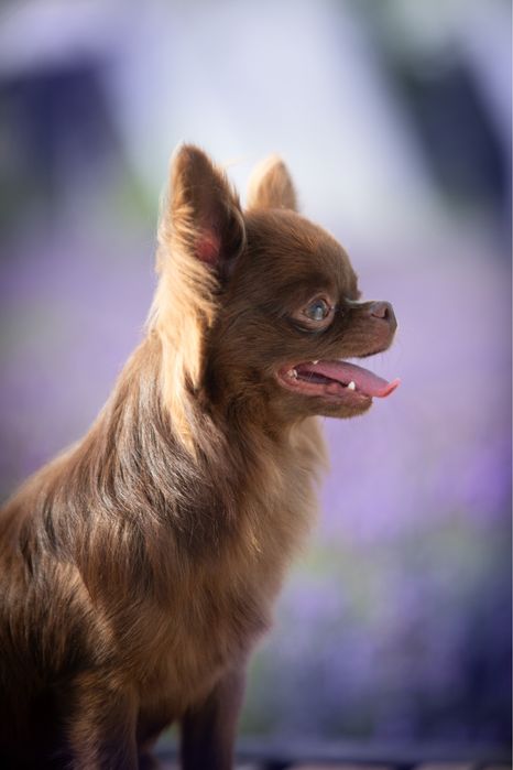 Кобель чихуахуа вязка