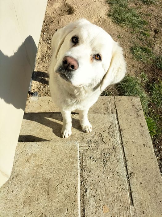 Sprzedam przeszkolonego psa