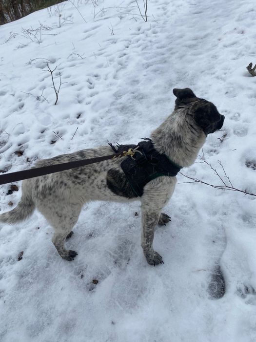 Suczka Kropka ok 9 miesięcy do adopcji