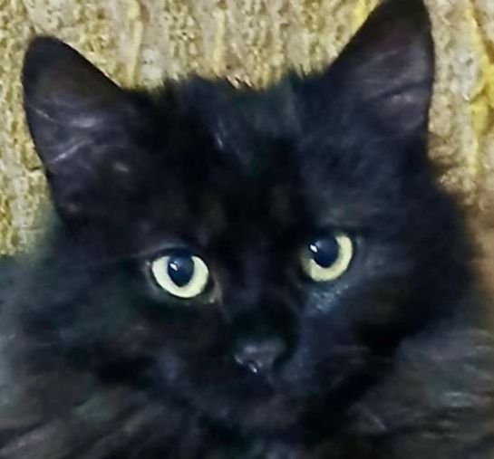 Чорний хлопчик кошенятко БЛЕК в пошуку сім'ї