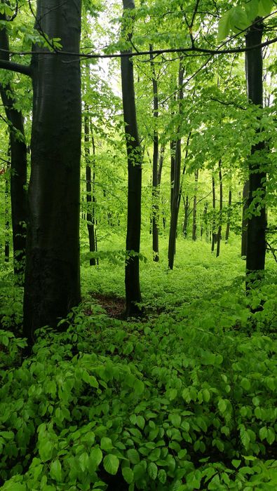 Jura agroturystyka domek pokoje kwatery do wynajęcia weekend wakacje