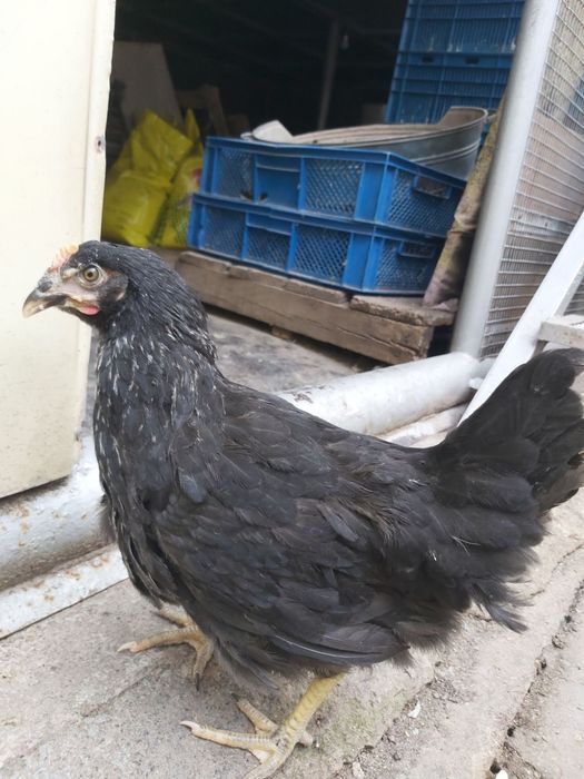 Курочки породи «Домінант "  4,5 місяця перед заносом