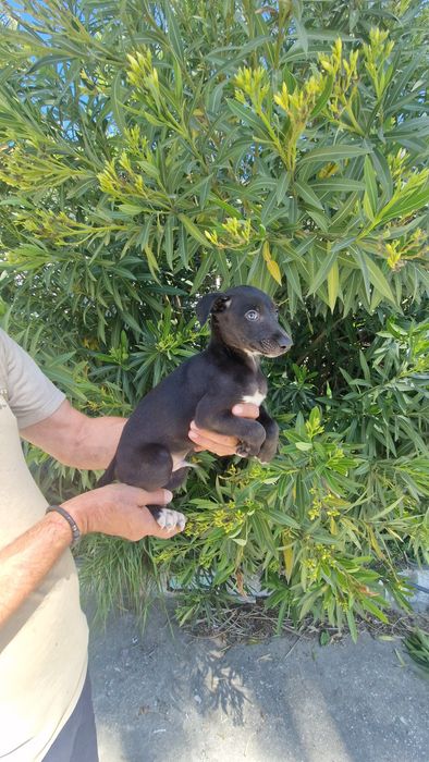 Whippet Preto Macho com Lop