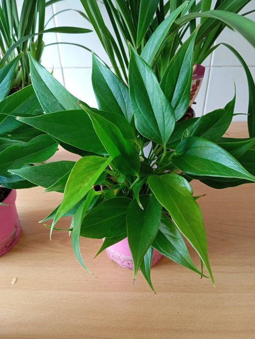 Fetos,anturios, orquídeas