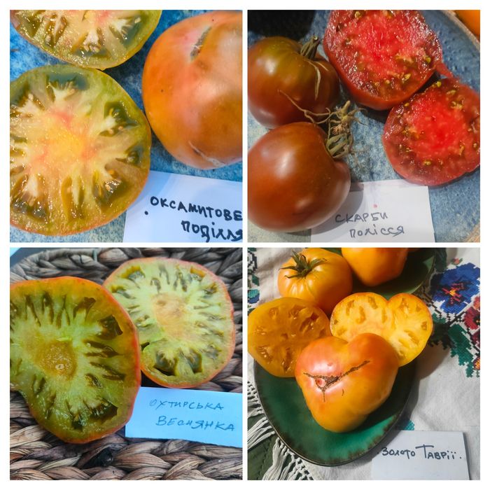"Моя Україна" набір насіння колекційних томатів