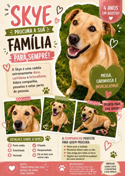 Cadela jovem, esterilizada e muito sociável