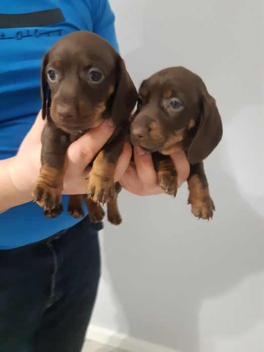 Jamnik krótkowłosy czekoladowy