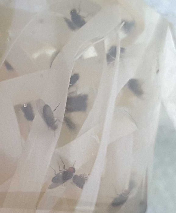 Muszki owocówki nieloty  z larwami  D.Hydei