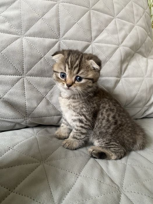 Котята шотландские вислоухие
