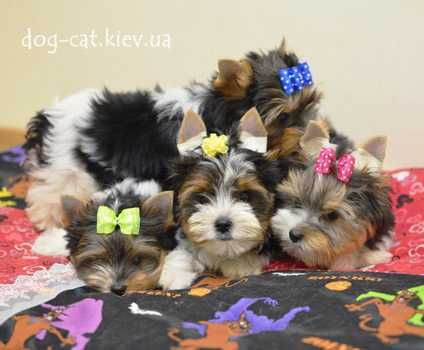 Мини бивер йорки мальчишки, 2 братика. Чудесные сладкие дети.