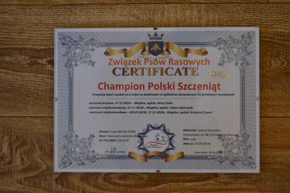 Owczarek Niemiecki Długowłosy grubokoścista suczka szczeniak