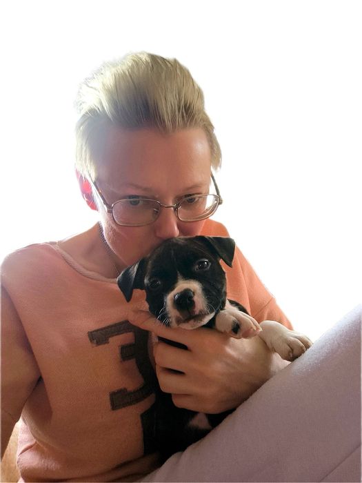 Gotowa do odbioru sliczna suczka American Staffordshire Terrier ZKwP