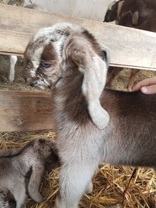 Koziołek Kozioł anglonubijski