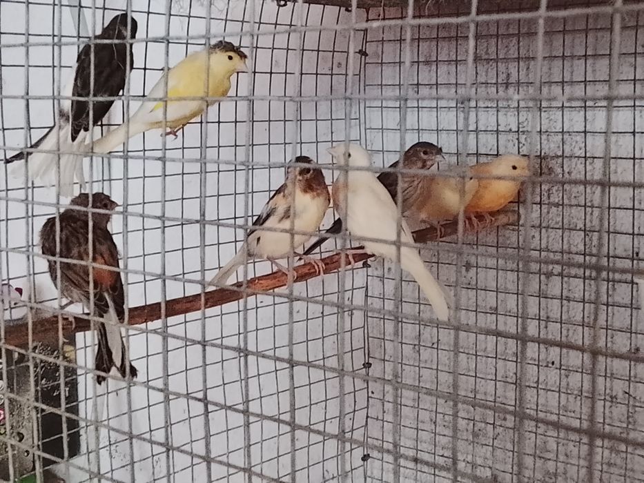 Canários várias raças