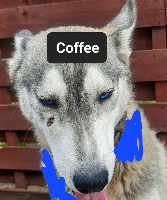 Syberiany husky suczki