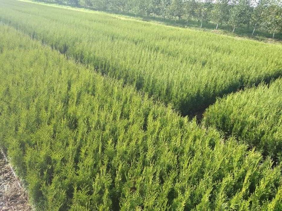 tuja szmaragd piękna,doniczkaC2 80cm jakość premium JESIENNA PROMOCJA!