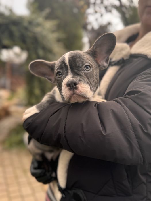 Французькі Бульдоги (Чорна П’ятниця - 3000 грн) Віддам зі знижкою