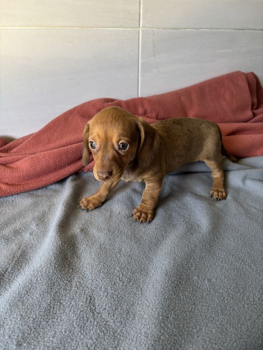 Teckel pelo curto miniatura