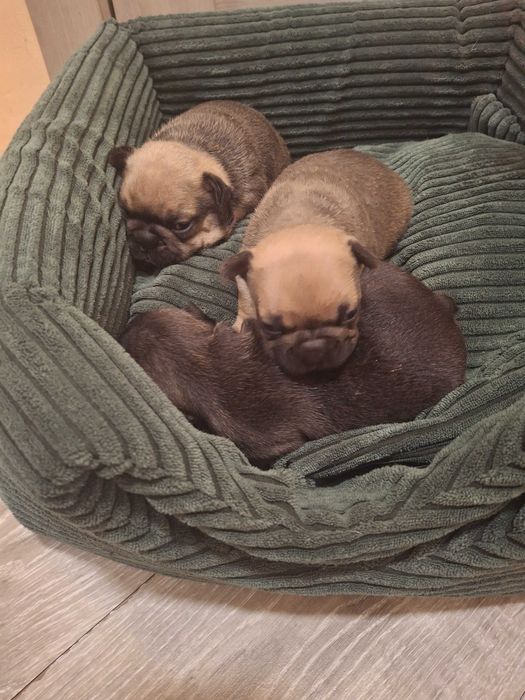 Цуценята Французький бульдог