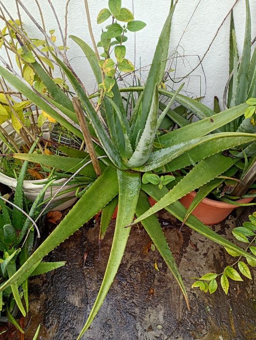 Aloé Vera Gigante