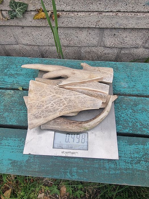 лакомство для собак рога оленя.(Свіжі)