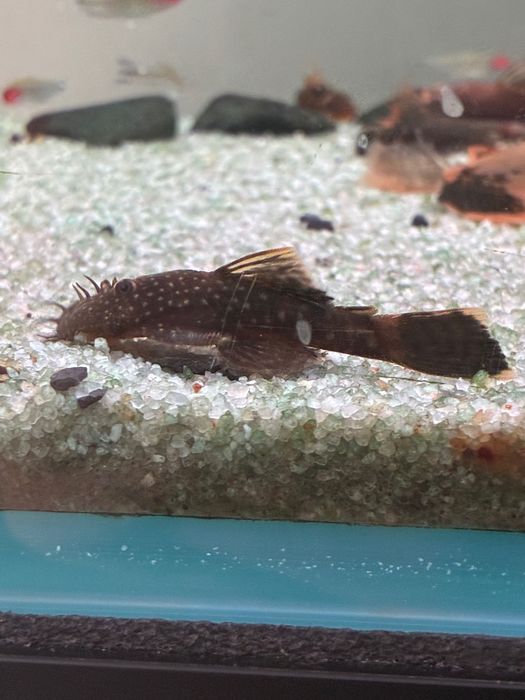 Peixe ancistrus juvenis