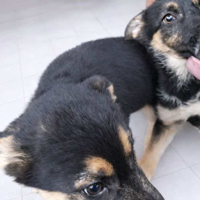 Продам цуценят німецької вівчарки