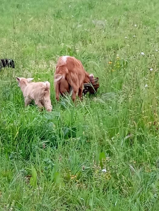 Cavra com 3 anos com uma cabrita de 2  meses