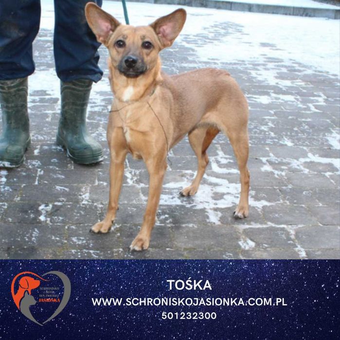 TOŚKA do adpocji Schronisko Jasionka