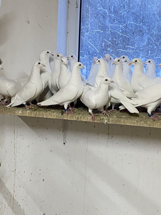 Biale golebie pocztowe