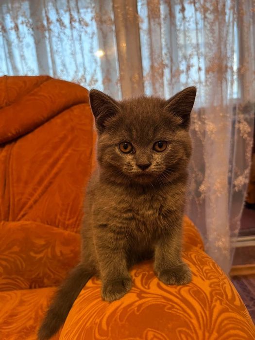 Шикарний британський хлопчик