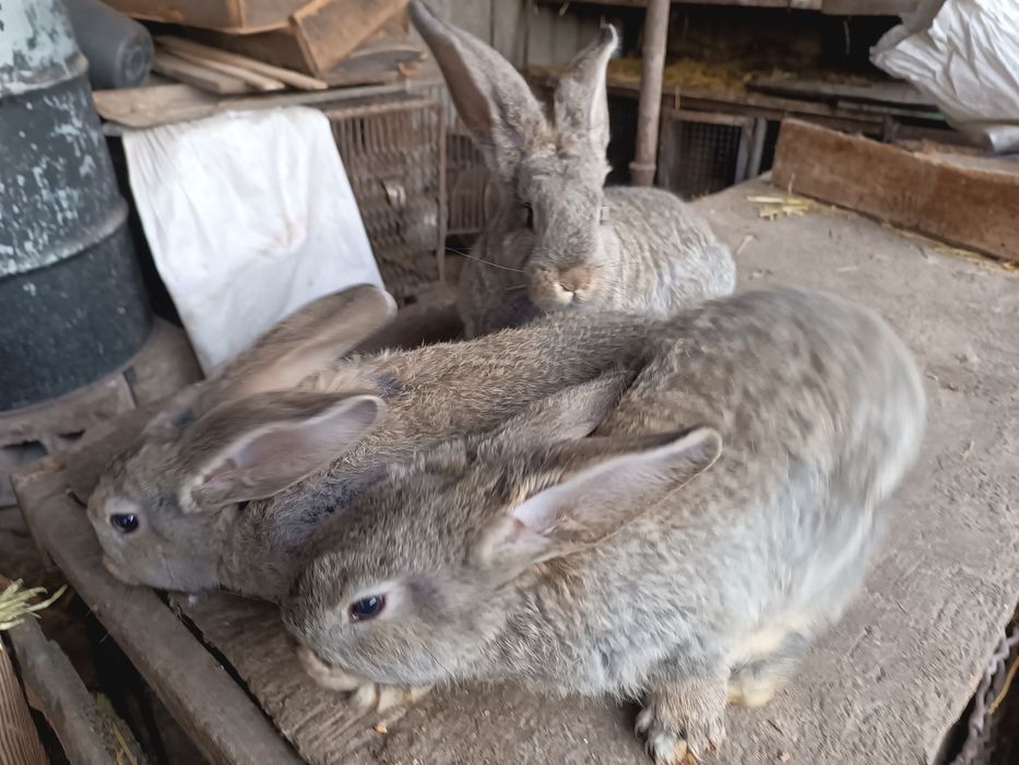 Продам кролів велетнів