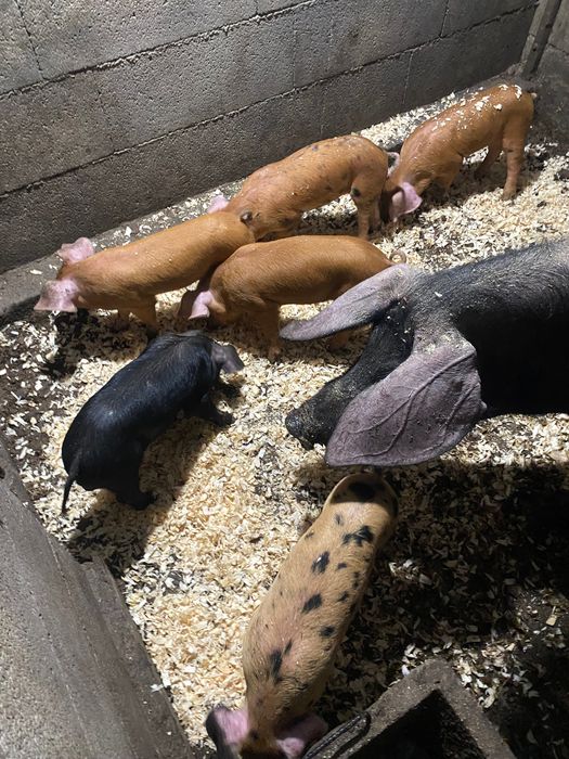 Duroc puros e cruzados