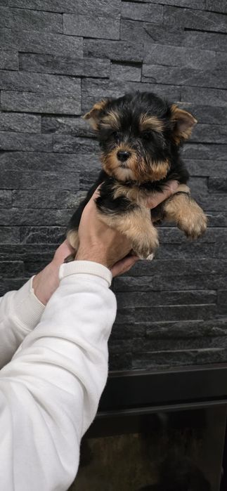Yorkshire Terrier Fêmea
