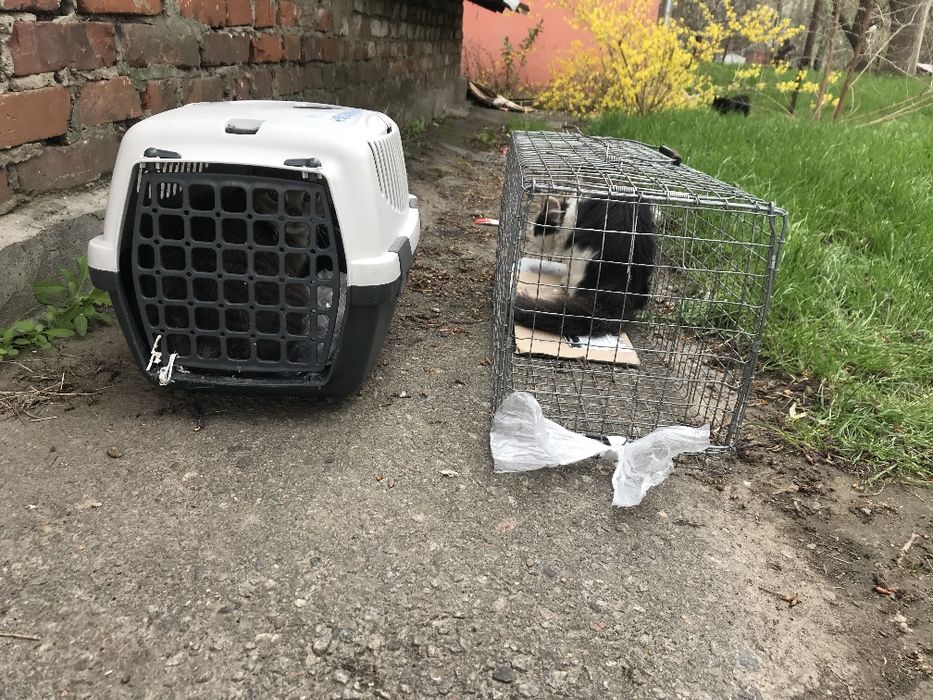 Отлов ловля диких неручных уличных котов кошек котят, вылов, помощь отвезти на стерилизацию, в ветклинику, перевозка в другой город по договорённости