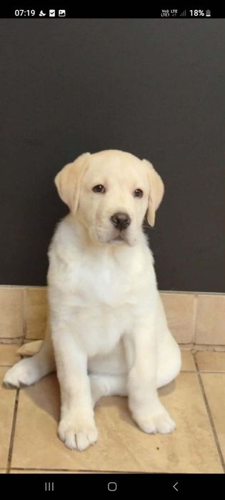labrador retriever
