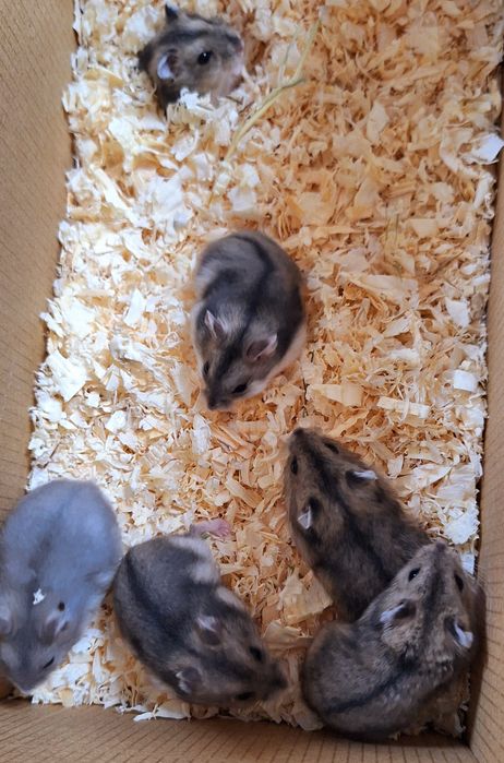 Chomiki dżungarskie.