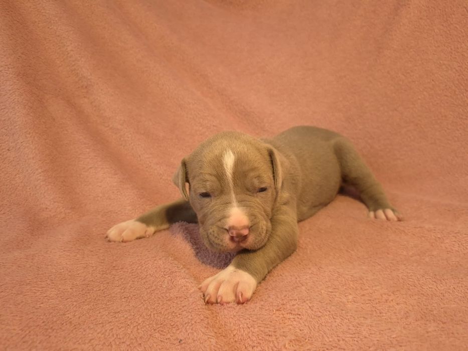 Samiec American Bully XL od hodowli Bully Legend XL SCKK