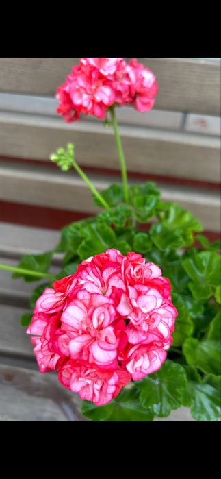 Пеларгонія сортова