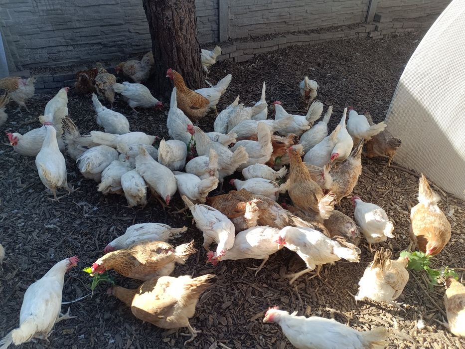 Kury nioski leghorn greenshell i inne