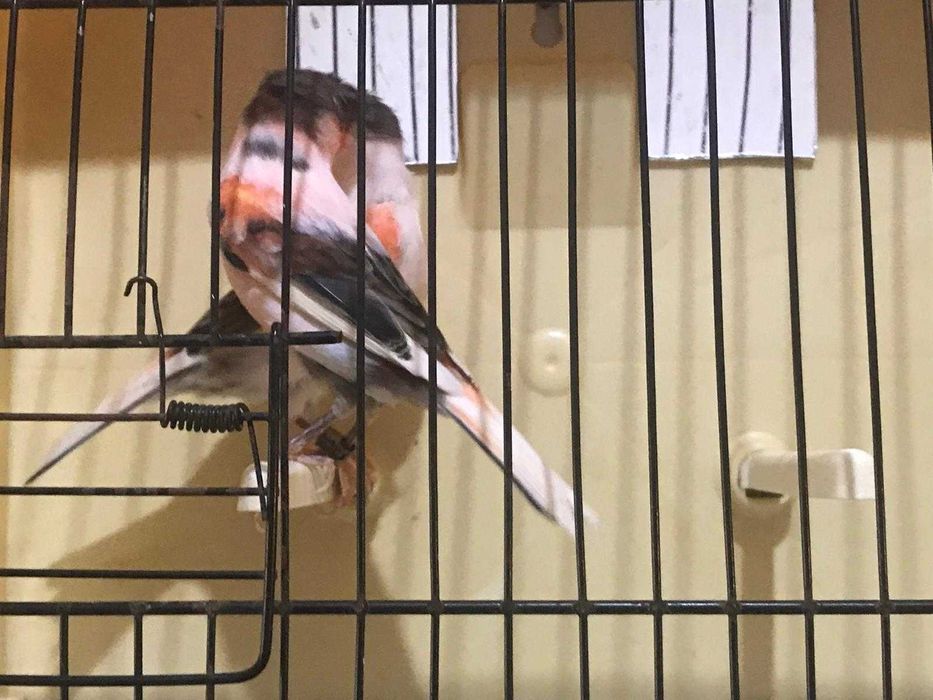 canário arlequim português