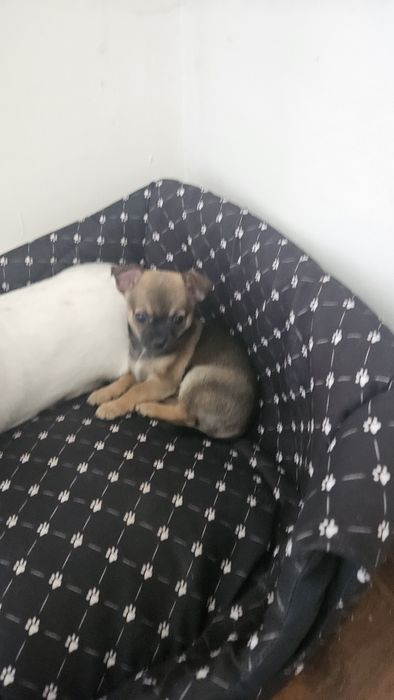 Piękny piesek Chihuahua