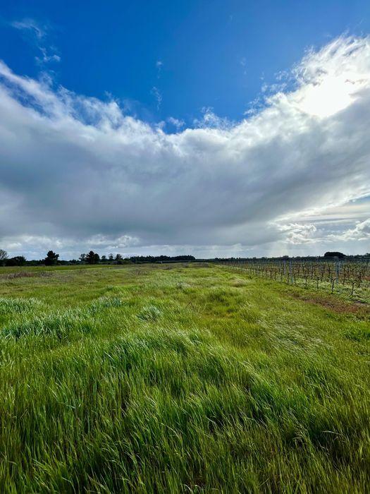 Terreno Rústico 11.040m² em Almeirim | Excelente Oportunidade